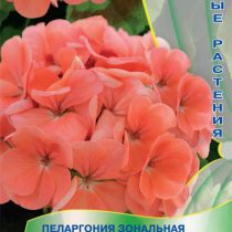 Пеларгония зональная Люстра «Салмон» Пеларгония зональная Люстра «Салмон»