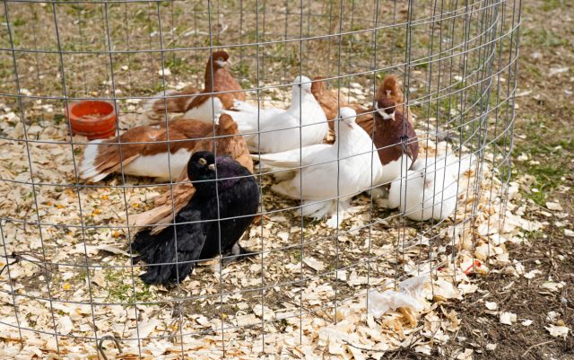 Почему стоит разводить мясных голубей? Почему стоит разводить мясных голубей?