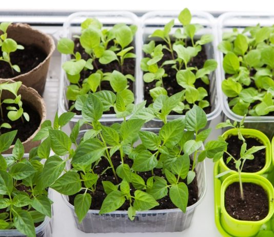 Что нужно для здоровой рассады