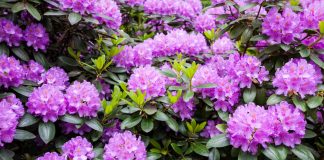 Рододендроны — нюансы выращивания в открытом грунте - Буйские удобрения Рододендроны — нюансы выращивания в открытом грунте