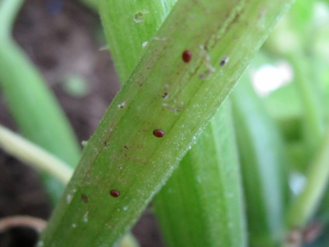 Красновато-коричневые яйца – овальной формы. Их длина не более 1 мм. Каждая самка откладывает от 150 до 200 яиц. Минуя 6 – 15 дней появляются гусеницы. Они внедряются в полость растения в течение нескольких часов Красновато-коричневые яйца – овальной формы. Их длина не более 1 мм. Каждая самка откладывает от 150 до 200 яиц. Минуя 6 – 15 дней появляются гусеницы. Они внедряются в полость растения в течение нескольких часов