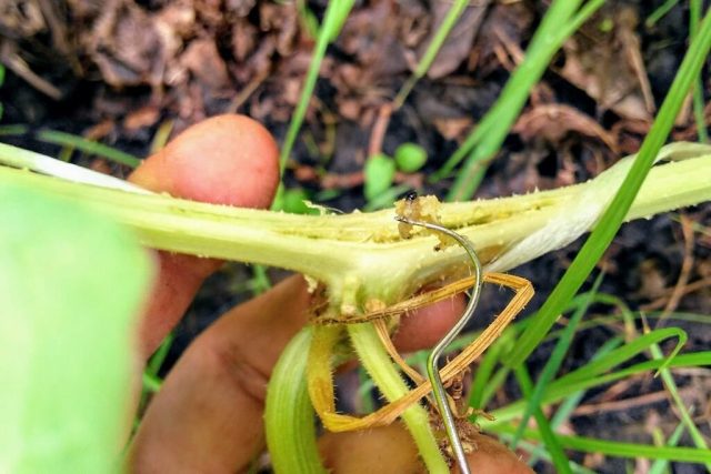 На ранних стадиях заражения сделайте продольный надрез вблизи с входным отверстием. Удалите личинку вручную. Присыпьте стебель почвой для роста новых корней. На ранних стадиях заражения сделайте продольный надрез вблизи с входным отверстием. Удалите личинку вручную. Присыпьте стебель почвой для роста новых корней.