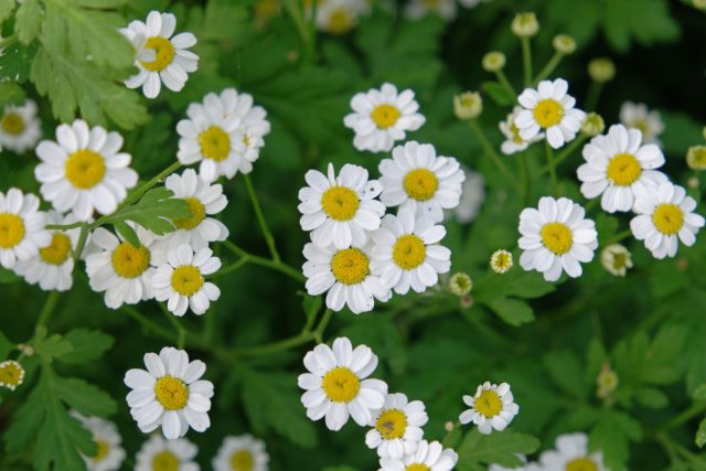 Пижма девичья (Tanacetum parthenium) Пижма девичья (Tanacetum parthenium)
