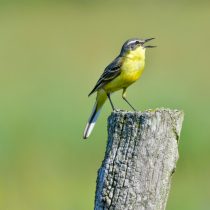 Жёлтая трясогузка (Motacilla flava). © Pexels Жёлтая трясогузка (Motacilla flava). © Pexels