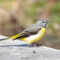 Горная трясогузка (Motacilla cinerea). © Виктория Звягинцева Горная трясогузка (Motacilla cinerea). © Виктория Звягинцева