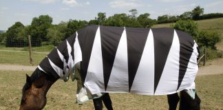 Ученые выяснили, почему на самом деле зебры полосатые