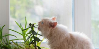 12 комнатных растений безопасных для животных