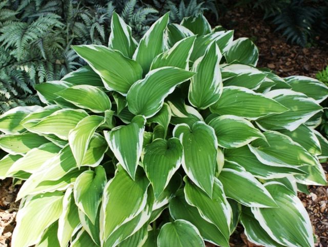 Хоста «Антиох» (Hosta 'Antioch') Хоста сорта «Антиох» (Hosta 'Antioch')