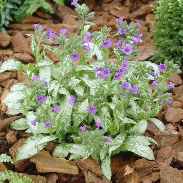 Медуница «Диана Клэр» (Pulmonaria longifolia 'Diana Claire') Медуница «Диана Клэр» (Pulmonaria longifolia 'Diana Claire')
