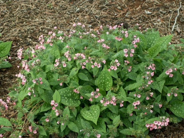 Медуницы сахарная «Дора Билефелд» (Pulmonaria saccharata 'Dora Bielefeld') Медуницы сахарная «Дора Билефелд» (Pulmonaria saccharata 'Dora Bielefeld')