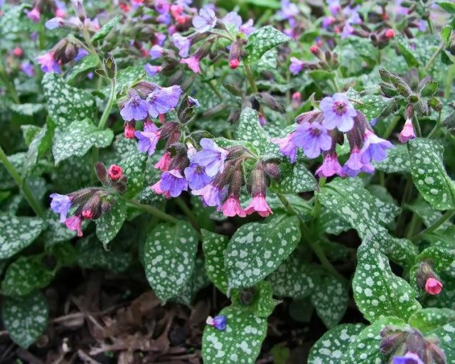 Медуница сахарная «Леопард» (Pulmonaria saccharata 'Leopard') Медуница сахарная «Леопард» (Pulmonaria saccharata 'Leopard')
