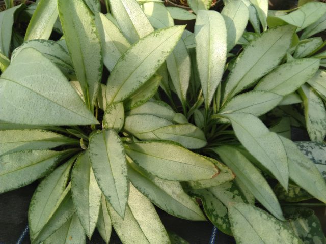 Медуница «Самурай» (Pulmonaria 'Samurai') Медуница «Самурай» (Pulmonaria 'Samurai')