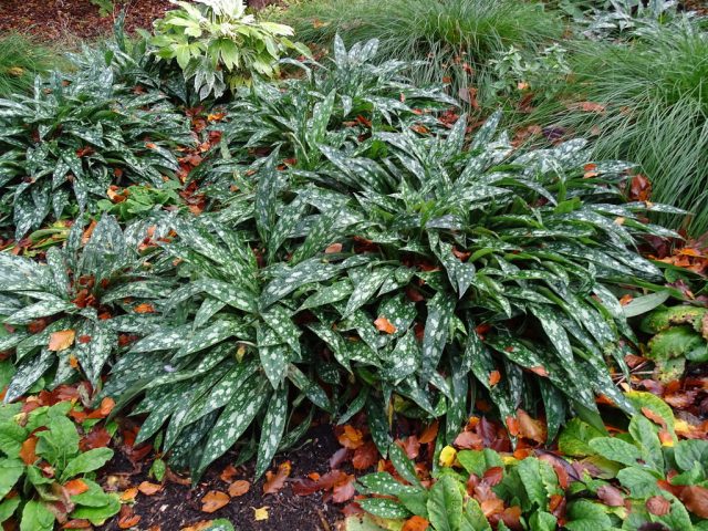 Медуница «Опал» (Pulmonaria 'Opal') Медуница «Опал» (Pulmonaria 'Opal')
