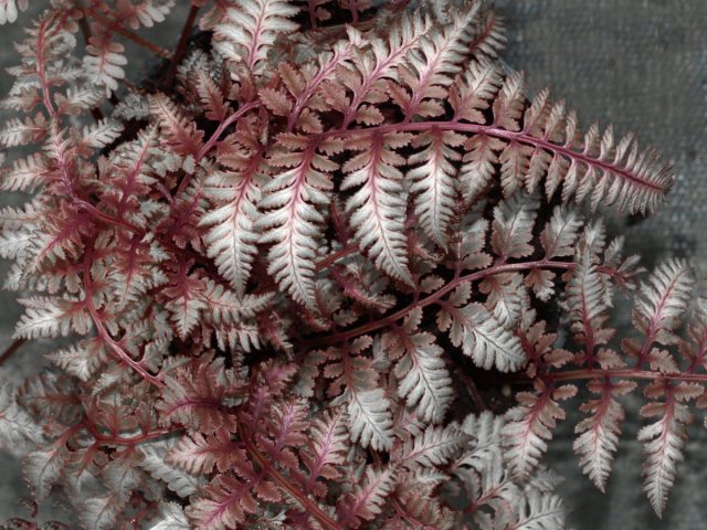 Кочедыжник ниппонский «Урсулас Рэд» (Athyrium niponicum 'Ursula’s Red') Кочедыжник ниппонский «Урсулас Рэд» (Athyrium niponicum 'Ursula’s Red')