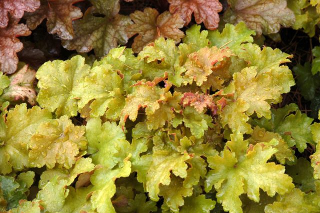 Гейхера «Эмбер Вейвс» (Heuchera 'Amber Waves') Гейхера «Эмбер Вейвс» (Heuchera 'Amber Waves')