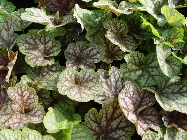 Гейхера «Бьюти Колор» (Heuchera 'Beauty Color') Гейхера «Бьюти Колор» (Heuchera 'Beauty Color')