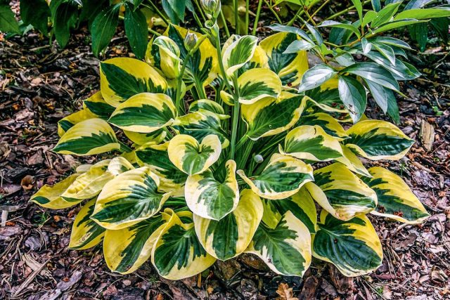Хоста сорта «Брим Кап» (Hosta 'Brim Cup') Хоста сорта «Брим Кап» (Hosta 'Brim Cup')