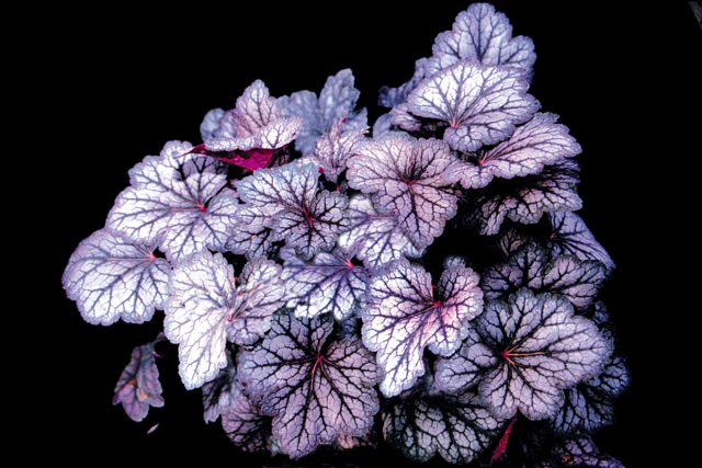 Гейхера «Каскад Доун» (Heuchera x hybrida 'Cascade Dawn') Гейхера «Каскад Доун» (Heuchera x hybrida 'Cascade Dawn')
