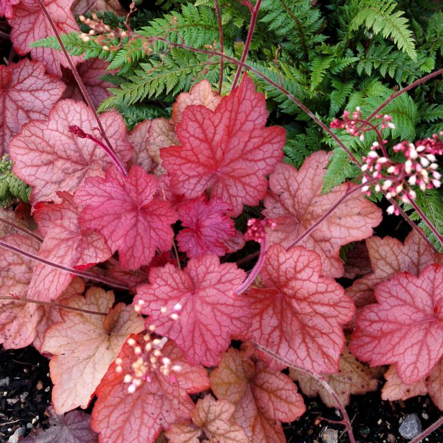 Гейхера «Джорджия Пич» (Heuchera 'Georgia Peach') Гейхера «Джорджия Пич» (Heuchera 'Georgia Peach')