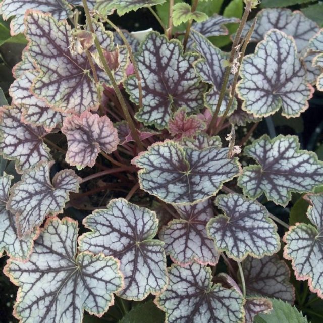 Гейхера «Мэджик колор» (Heuchera 'Magic Color') Гейхера «Мэджик колор» (Heuchera 'Magic Color')