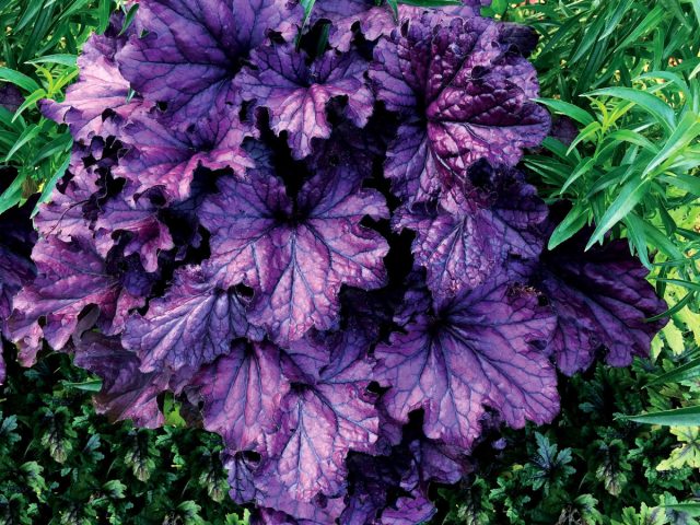 Гейхера «Форевер Перпл» (Heuchera 'Forever Purple') Гейхера «Форевер Перпл» (Heuchera 'Forever Purple')