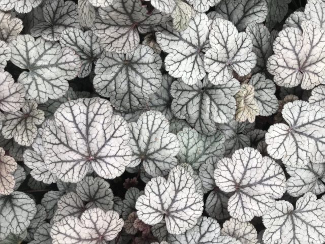Гейхера «Шуга Фростинг» (Heuchera 'Sugar Frosting') Гейхера «Шуга Фростинг» (Heuchera 'Sugar Frosting')