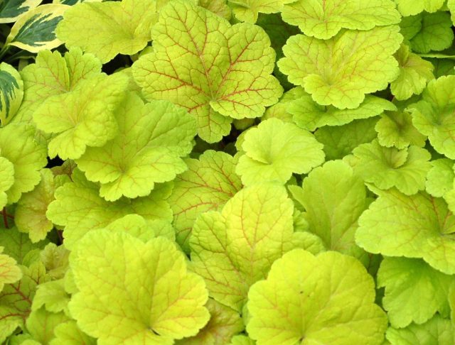 Гейхера «Электрик Лайм» (Heuchera 'Electric Lime') Гейхера «Электрик Лайм» (Heuchera 'Electric Lime')