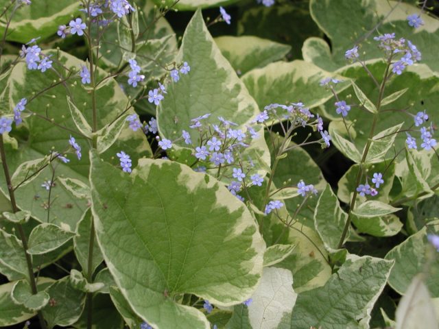 Бруннера «Хадспен Крим» (Brunnera macrophylla 'Hadspen Cream') Бруннера «Хадспен Крим» (Brunnera macrophylla 'Hadspen Cream')