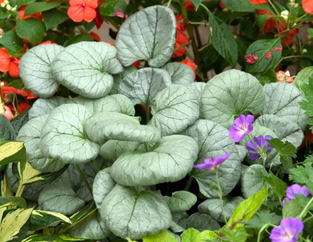 Бруннера «Лукинг Гласс» (Brunnera macrophylla 'Looking Glass') Бруннера «Лукинг Гласс» (Brunnera macrophylla 'Looking Glass')