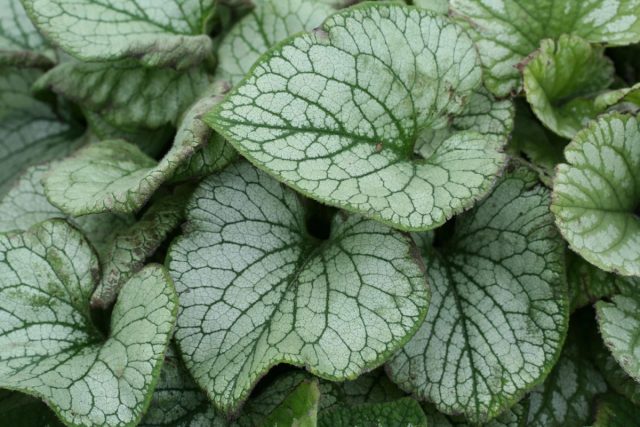 Бруннера «Сильвер Вингс» (Brunnera macrophylla 'Silver Wings') Бруннера «Сильвер Вингс» (Brunnera macrophylla 'Silver Wings')