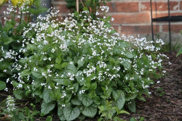 Бруннера «Мистер Морс» (Brunnera macrophylla 'Mr. Morse') Бруннера «Мистер Морс» (Brunnera macrophylla 'Mr. Morse')