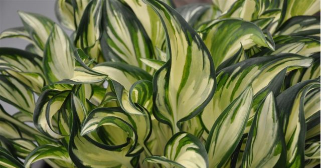 Хоста сорта «Фаерворкс» (Hosta 'Fireworks') Хоста сорта «Фаерворкс» (Hosta 'Fireworks')