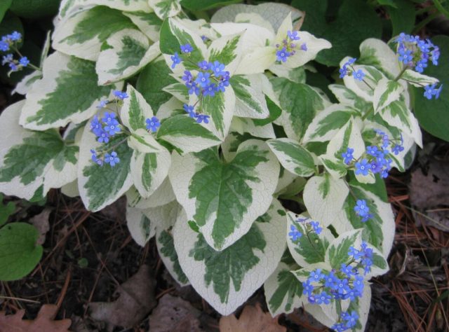 Бруннера «Вариегата» (Brunnera 'Variegata’) Бруннера «Вариегата» (Brunnera 'Variegata’)