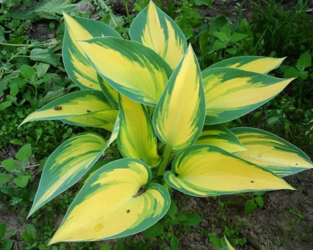Хоста «Джун Февер» (Hosta 'June Fever') Хоста «Джун Февер» (Hosta 'June Fever')