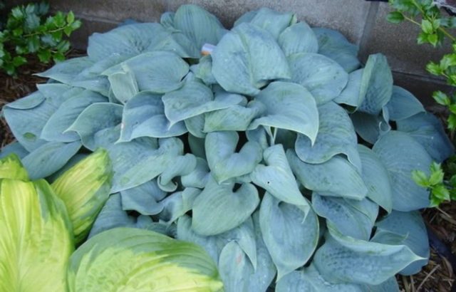 «Фрагрант Блю» (Hosta 'Fragrant Blue') «Фрагрант Блю» (Hosta 'Fragrant Blue')