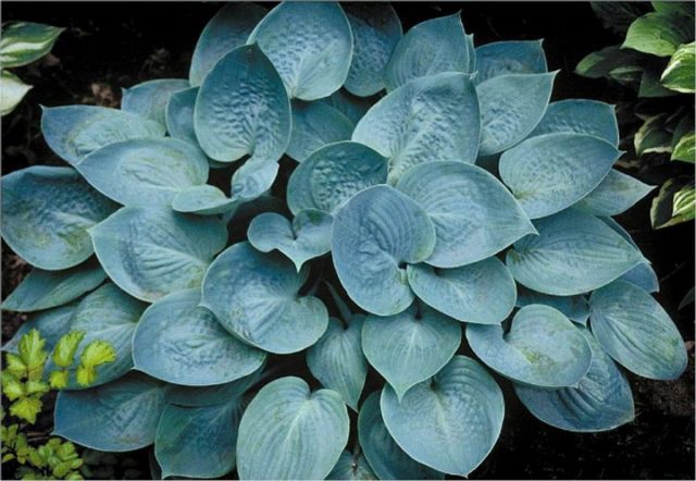 Хоста «Прейри Скай» (Hosta 'Preirie Sky') Хоста «Прейри Скай» (Hosta 'Preirie Sky')
