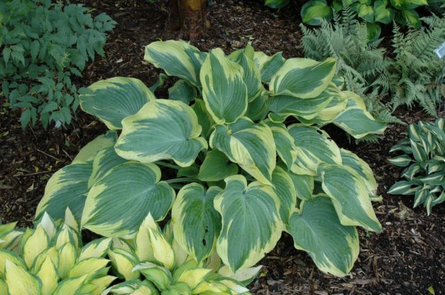 Хоста «Эрс Энджел» (Hosta 'Earth Angel') Хоста «Эрс Энджел» (Hosta 'Earth Angel')