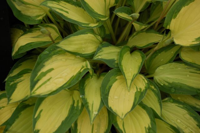 Хоста «Айленд Шарм» (Hosta 'Island Charm') Хоста «Айленд Шарм» (Hosta 'Island Charm')