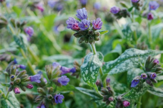 Медуница«Бертрам Андерсон» (Pulmonaria longifolia 'Bertram Anderson') Медуница «Бертрам Андерсон» (Pulmonaria longifolia 'Bertram Anderson')