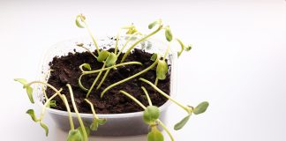 7 советов как предотвратить черную ножку у рассады