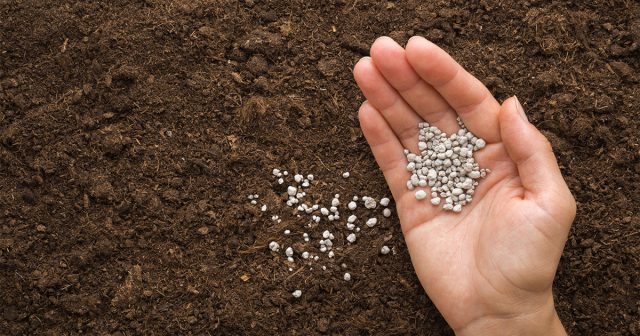 Если почва не потеряла своих физических свойств, то теплица перед посадкой весной нуждается в стандартной подготовке.