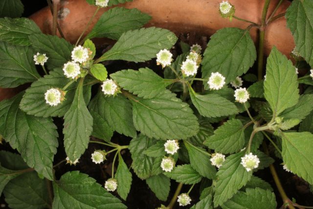 Фила сладкая (Phyla dulcis) Фила сладкая (Phyla dulcis)