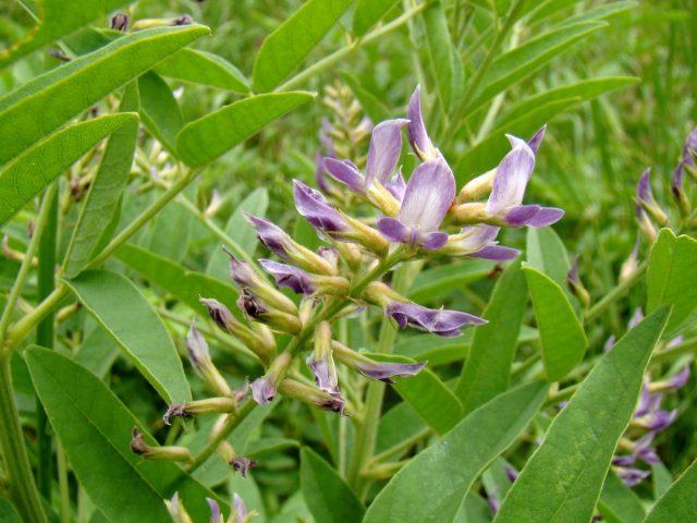 Солодка голая (Glycyrrhiza glabra) Солодка голая (Glycyrrhiza glabra)