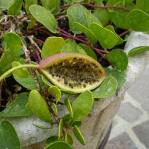 Каперсы (Capparis masaikai) Каперсы (Capparis masaikai)