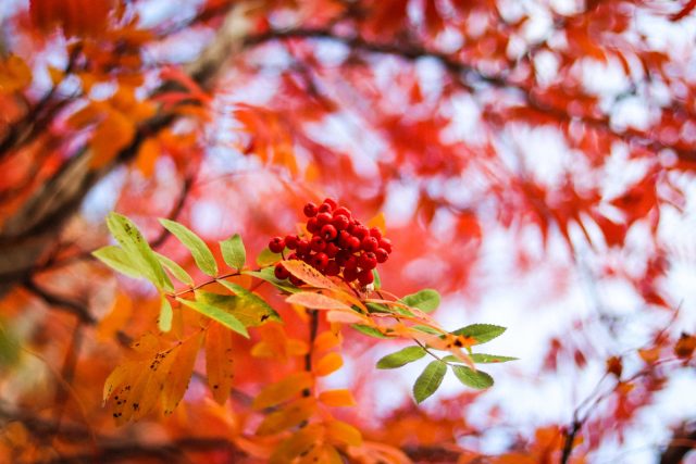 Что вы точно не знали о красной рябине Что вы точно не знали о красной рябине