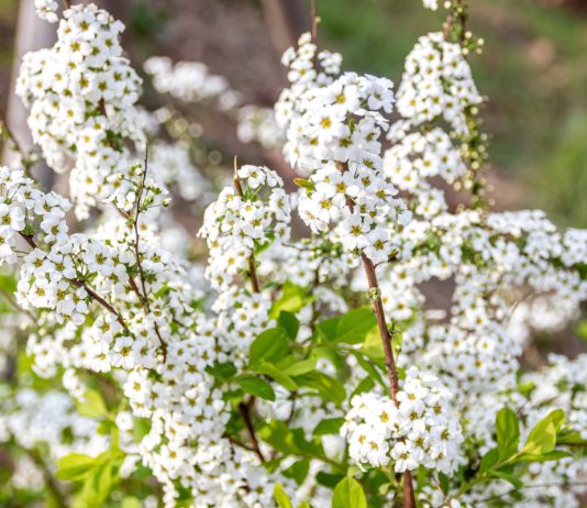 Цветник в белом цвете — как создать великолепный сад без ярких красок?