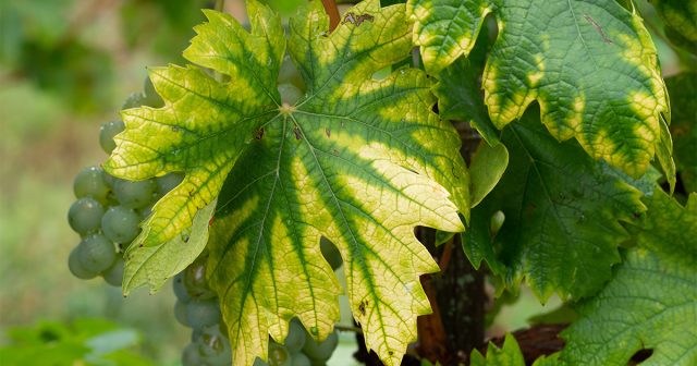 Хлороз листьев — ищем причины и лечение