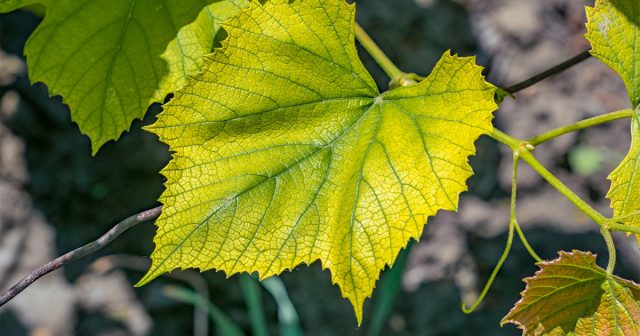 Хлороз на листьях развивается ввиду нехватки в клетках хлорофилла.