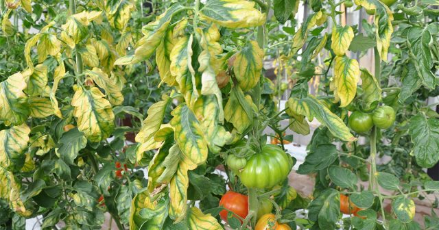 У хлорозов могут быть разнообразные причины, которые нужно установить в первую очередь.