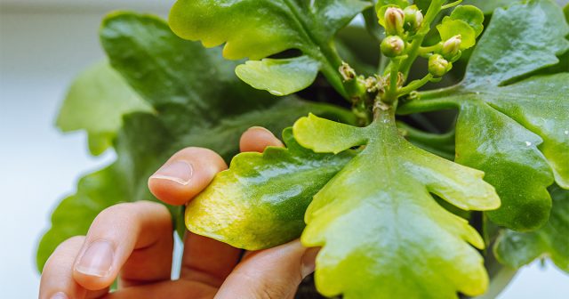 Хлороз является следствием существенных нарушений в питании растений.